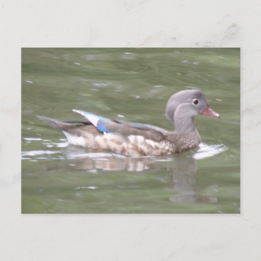 Canard sur la carte postale du lac (Devant)