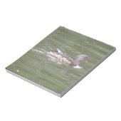 Canard sur le Bloc-notes du lac (Tourné)