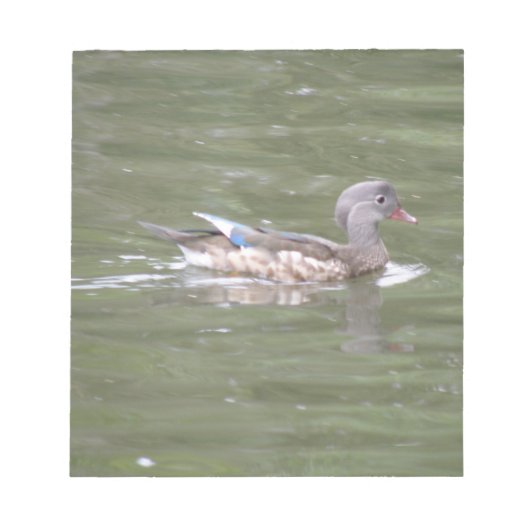 Canard sur le Bloc-notes du lac (Devant)