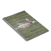 Canard sur le Carnet du lac (Côté Droit)