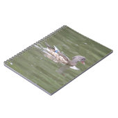 Canard sur le Carnet du lac (Côté gauche)