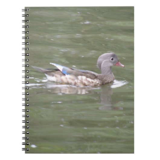 Canard sur le Carnet du lac (Devant)