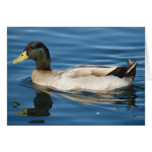 Canard sur l'eau