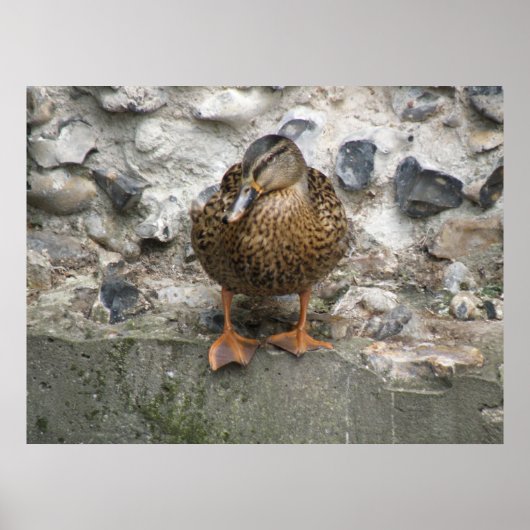 Canard sur une affiche murale (Devant)
