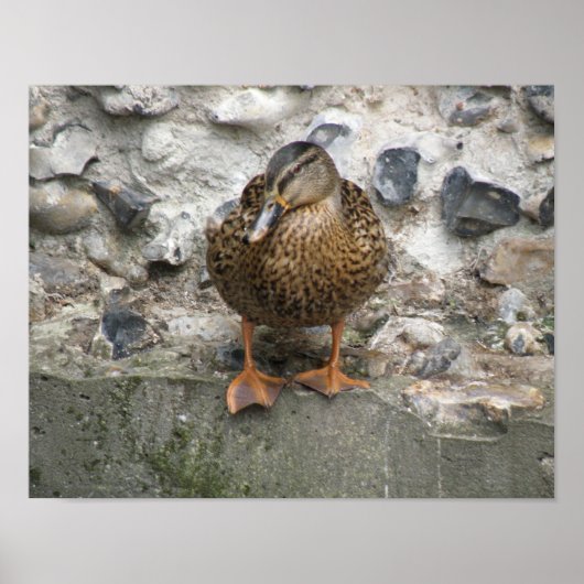Canard sur une affiche murale (Devant)
