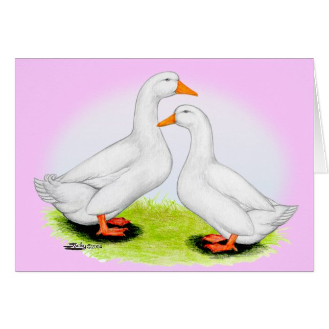 Canard : White Pekins (Devant Horizontal)