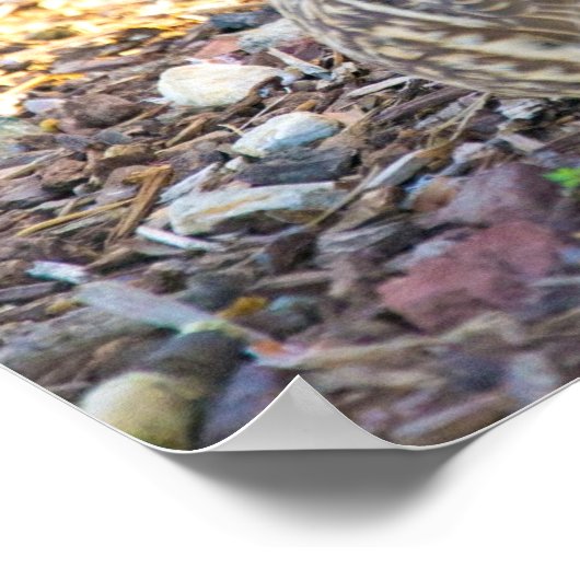 Canards assis - Affiche (Coin)