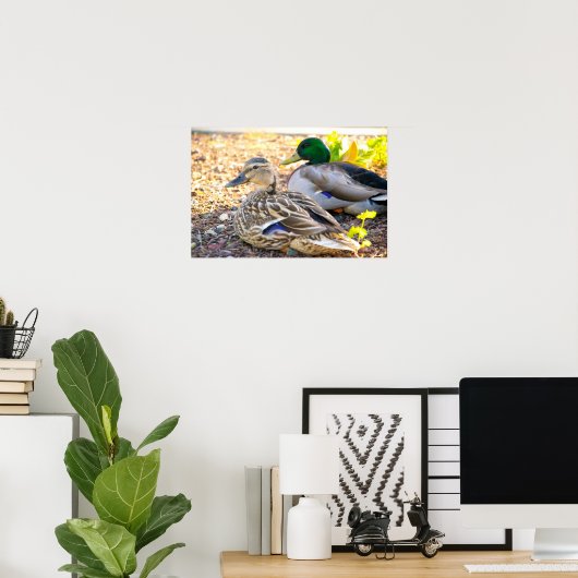 Canards assis - Affiche (Bureau à domicile)