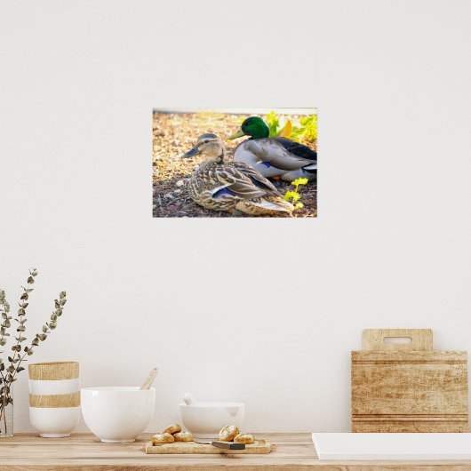 Canards assis - Affiche (Cuisine)