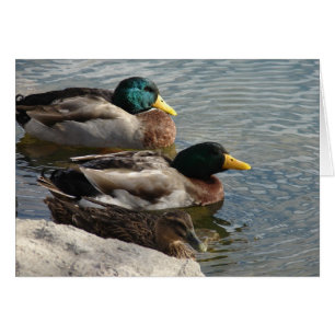 Canards au parc