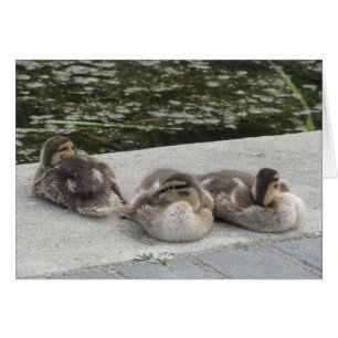 Canards bébé
