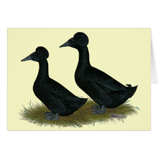 Canards : Black Crested (Devant Horizontal)