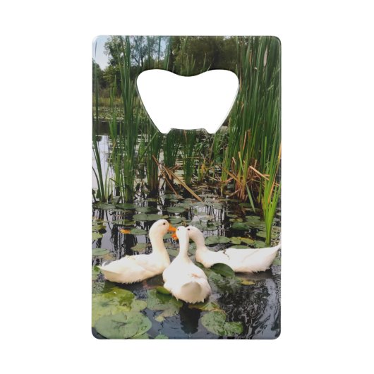 Canards blancs, caleçons, cattails, lac (Devant)