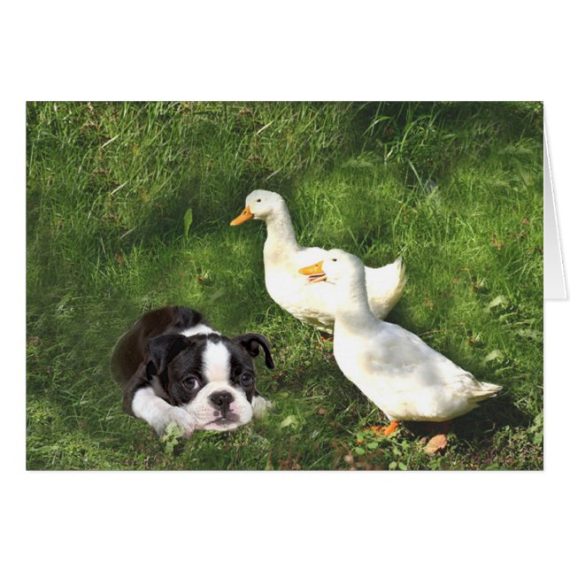 Canards Boston Terrier Card (Devant horizontal)