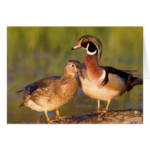 Canards branchus et femelle sur une bûche dans une