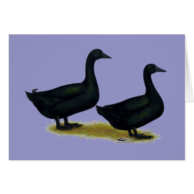 Canards : Cayugas noirs (Devant Horizontal)