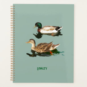 Canards colverts