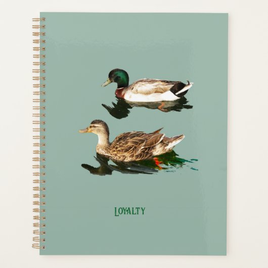Canards colverts (Devant)