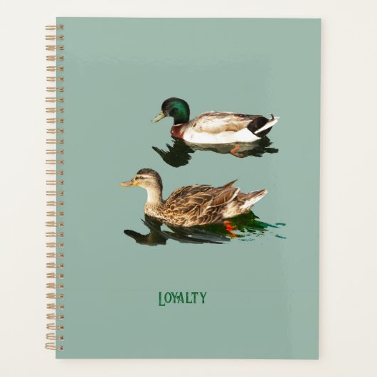 Canards colverts (Devant)