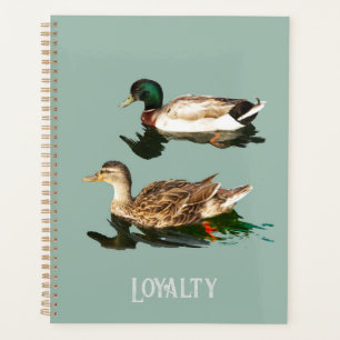 Canards colverts