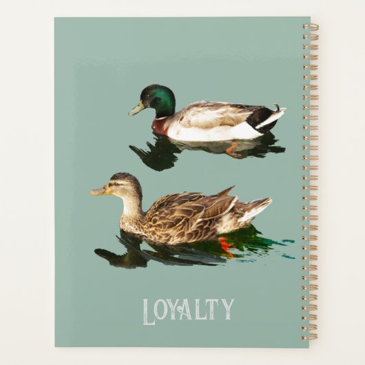 Canards colverts (Dos)