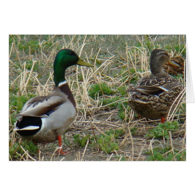 Canards colverts B12 Couple (Devant horizontal)