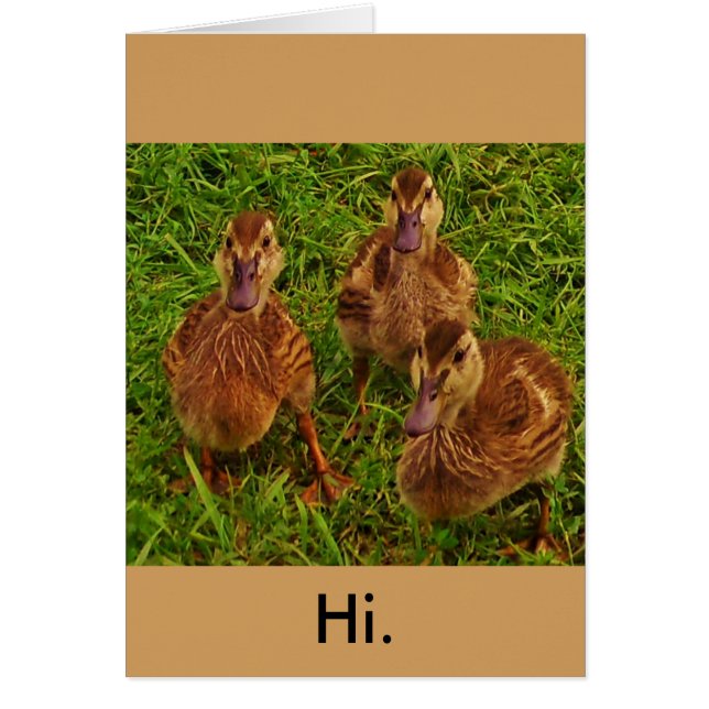 Canards curieux (Devant)