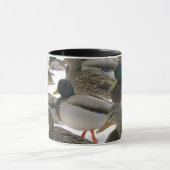 Canards dans la tasse d'hiver (Centre)