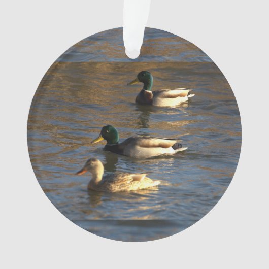 Canards dans l'eau (devant)