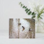 Canards dans l'eau Carte postale (Debout devant)