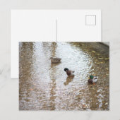 Canards dans l'eau Carte postale (Devant / Derrière)