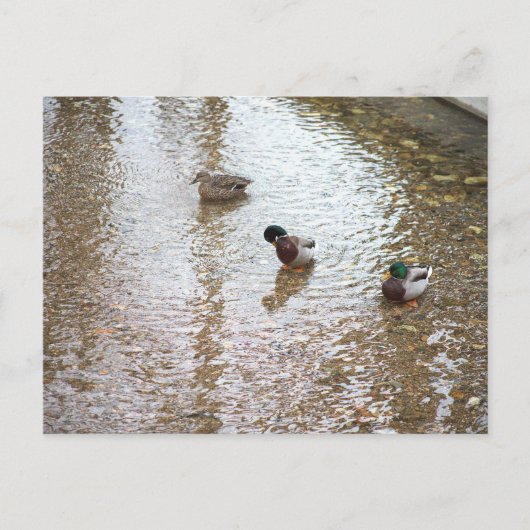 Canards dans l'eau Carte postale (Devant)