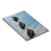 Canards dans un Carnet de rangée (Côté Droit)