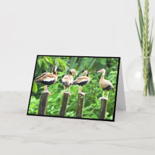 Canards dans une carte de voeux pliée en rangée