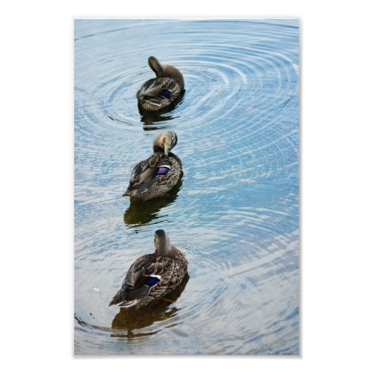 Canards dans une photo d'en face (Devant)