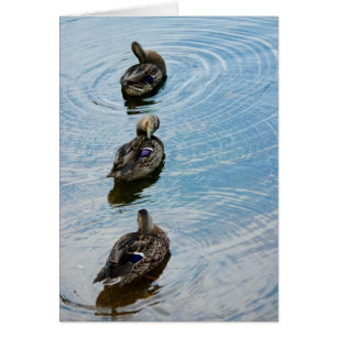Canards dans une rangée