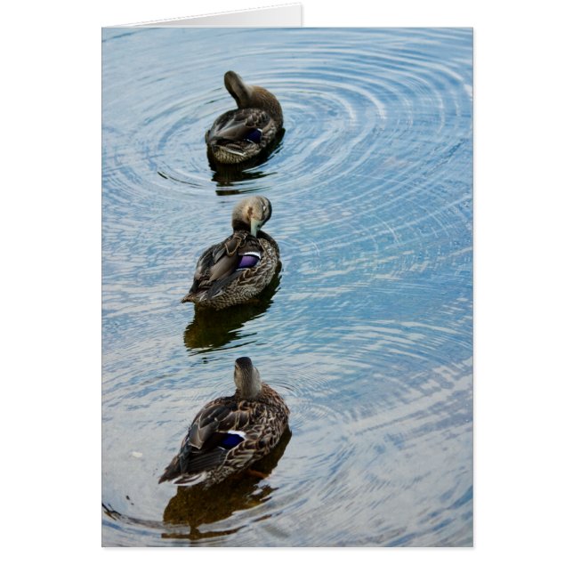 Canards dans une rangée (Devant)