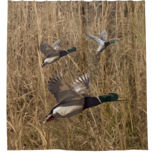 Canards de Mallard de rideau en douche volant