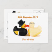 Canards de mariage 3 ... Carte postale (Devant / Derrière)