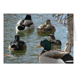 Canards et plus Canards toutes les occasions carte