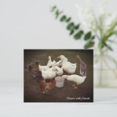 Canards et poulets Drôle Dîner Heure Carte postale (Debout devant)