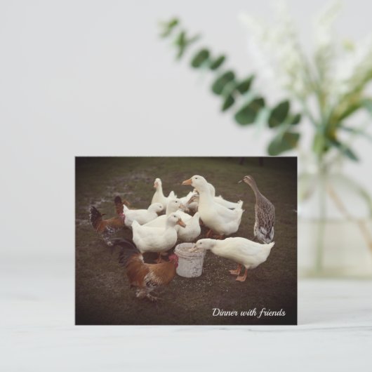 Canards et poulets Drôle Dîner Heure Carte postale (Debout devant)