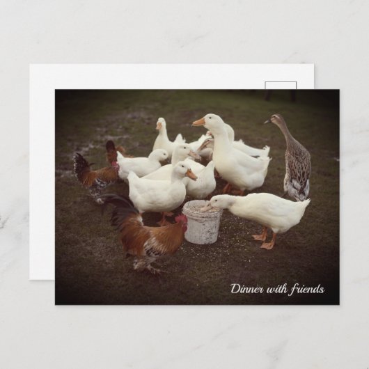 Canards et poulets Drôle Dîner Heure Carte postale (Devant / Derrière)
