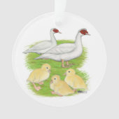 Canards Famille de Muscovy Blanc (devant)