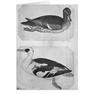 Canards, le de l'album de Vallardi