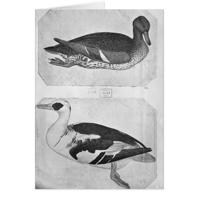 Canards, le de l'album de Vallardi (Devant)