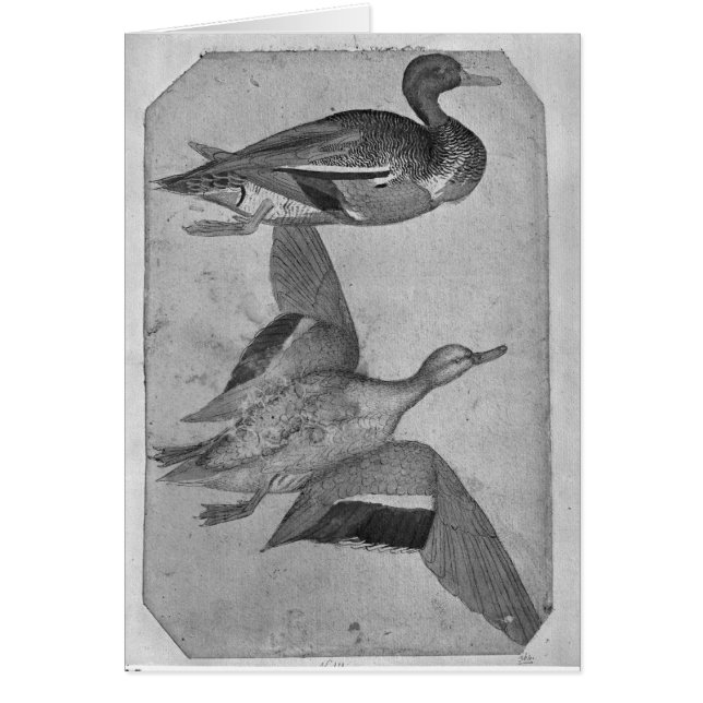 Canards, le de l'album de Vallardi (Devant)