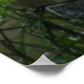 Canards Muscovy Assis Sur Une Affiche D'Ornement (Coin)