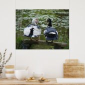 Canards Muscovy Assis Sur Une Affiche D'Ornement (Cuisine)