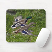 Canards pilotant le tapis de souris (Avec souris)